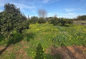Terreno no urbanizable en venta en la España, Dénia, ref: TR312369 foto