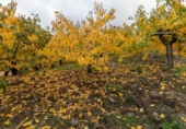 Non-developable land for sale on España, Güéjar Sierra, ref: TR236377 photo