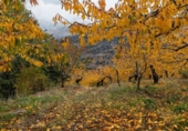Non-developable land for sale on España, Güéjar Sierra, ref: TR236377 photo