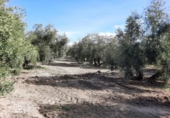 Non-developable land for sale on España, Lucena, ref: TR242152 photo