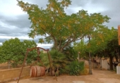 Xalet independent amb terreny en venda a la España, Xerta, ref.: TR337257 foto