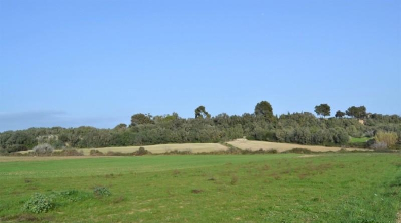Balearic Islands - Muro - 22239m2