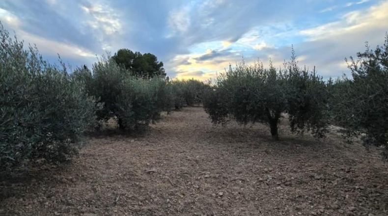 Murcia - Alcantarilla - 3500m2