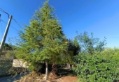 Chalet independiente con terreno en venta en la España, Ontinyent, ref: TR346408 foto