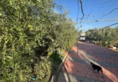 Casa de campo con terreno en venta en la España, Torre-Pacheco, ref: TR355916 foto