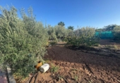 Casa de campo con terreno en venta en la España, Torre-Pacheco, ref: TR355916 foto