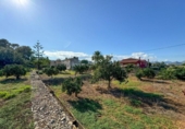 Terreny no urbanitzable en venda a la España, Dénia, ref.: TR263537 foto