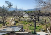 Detached villa with land for sale on España, Palma de Gandía, ref: TR157636 photo