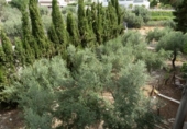Finca rústica en venda a la España, Jaén, ref.: TR270286 foto
