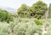 Finca rústica en venda a la España, Jaén, ref.: TR270286 foto