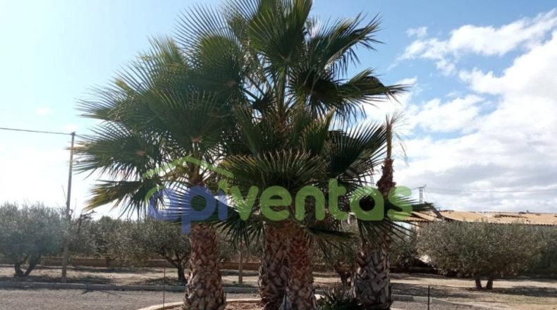 Murcia - Puerto Lumbreras - 5000m2