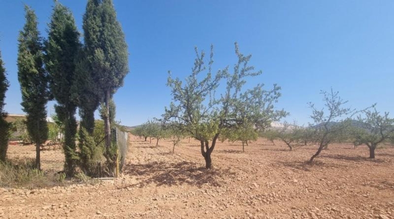 Murcia - Abanilla - 55000m2