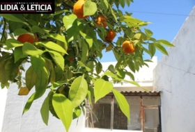 Foto 11