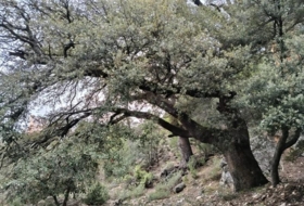 Foto 15