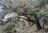 Xalet independent amb terreny en venda a la España, Pena-roja de Tastavins, ref.: TR322531 foto