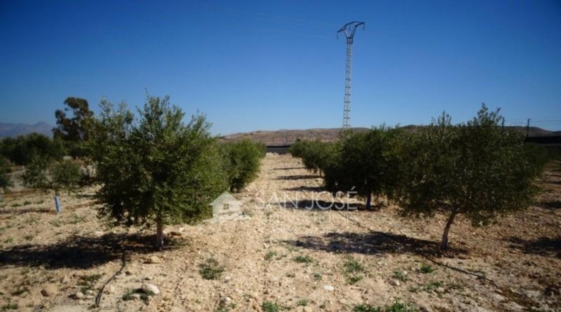 Alicante - Aspe - 47078m2