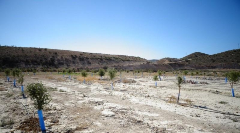 Alicante - Aspe - 47078m2