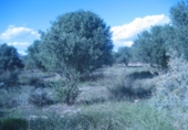 Suelo urbano en venta en la España, Albox, ref: TR126240 foto