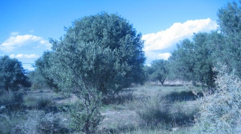 Almería - Albox - 5900m2