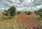 Terreny no urbanitzable en venda a la España, Mairena del Alcor, ref.: TR124009 foto