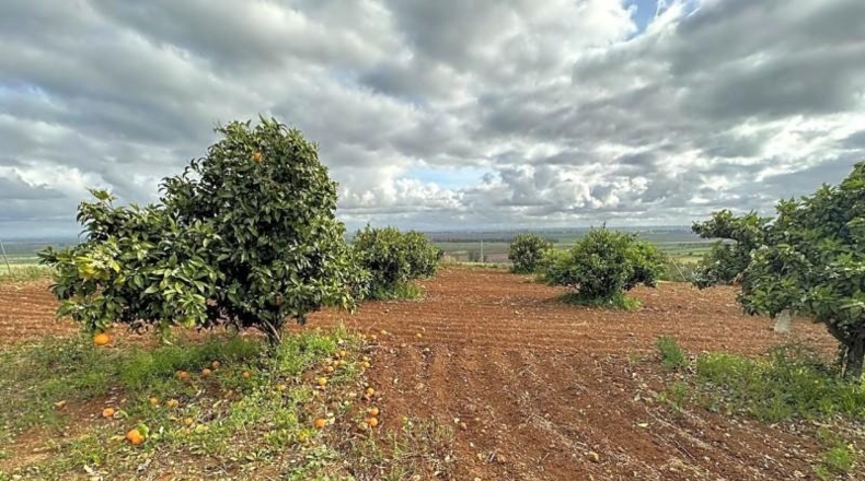 Seville - Mairena del Alcor - 10000m2