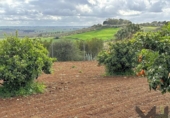 Terreny no urbanitzable en venda a la España, Mairena del Alcor, ref.: TR124009 foto