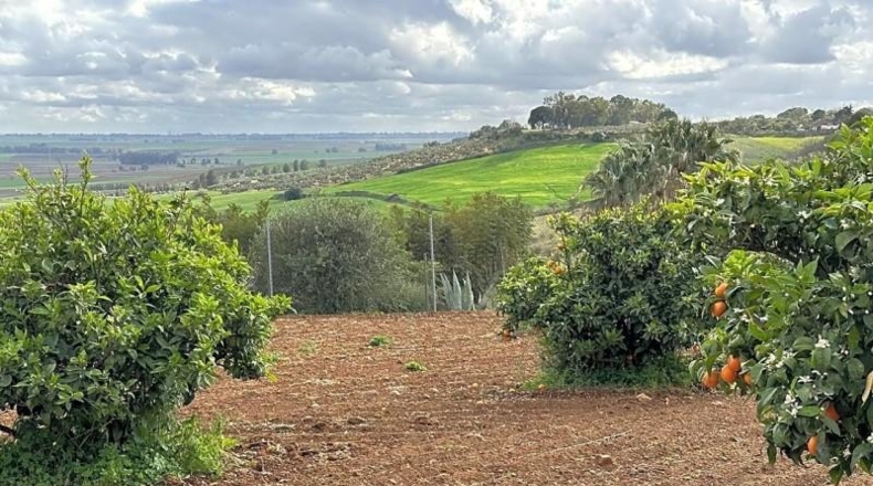 Seville - Mairena del Alcor - 10000m2