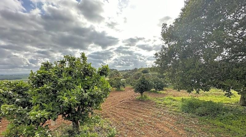 Seville - Mairena del Alcor - 10000m2