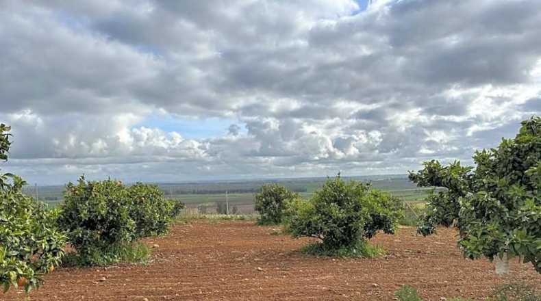Seville - Mairena del Alcor - 10000m2