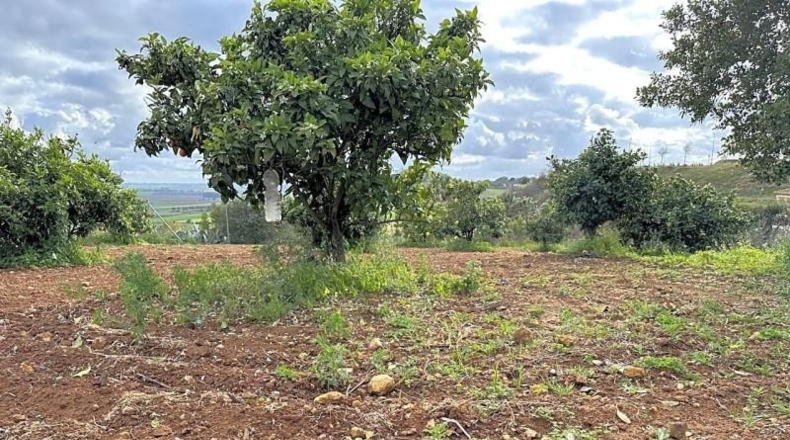 Seville - Mairena del Alcor - 10000m2