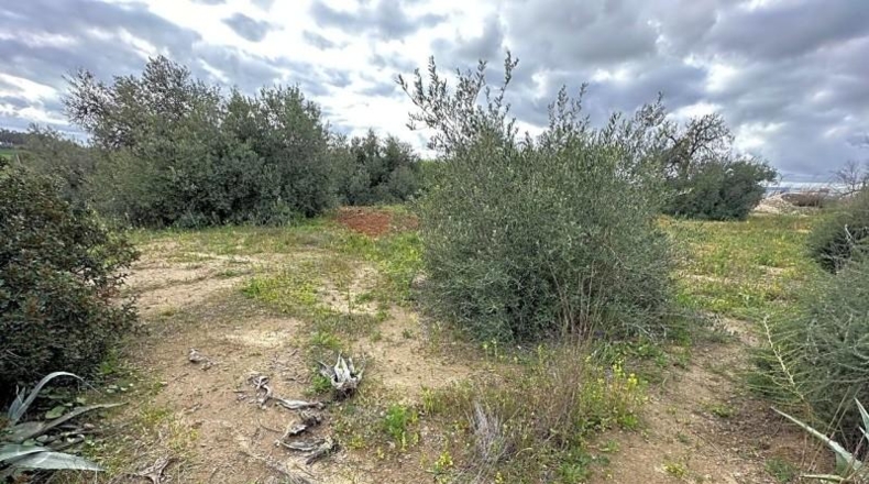 Seville - Mairena del Alcor - 10000m2