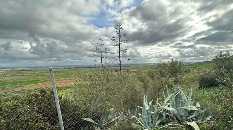 Seville - Mairena del Alcor - 10000m2