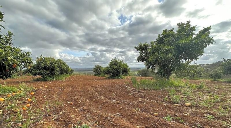 Seville - Mairena del Alcor - 10000m2