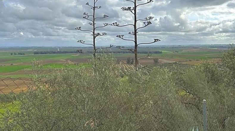 Seville - Mairena del Alcor - 10000m2