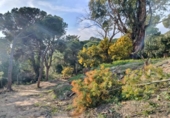 Sòl urbà en venda a la España, Cabrils, ref.: TR244736 foto
