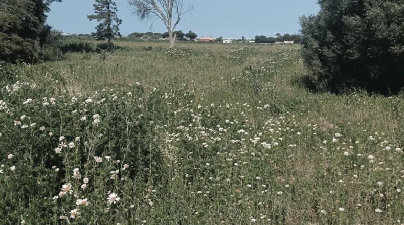 Cádiz - Chiclana de la Frontera - 60359m2