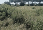 Terreny no urbanitzable en venda a la España, Chiclana de la Frontera, ref.: TR288200 foto
