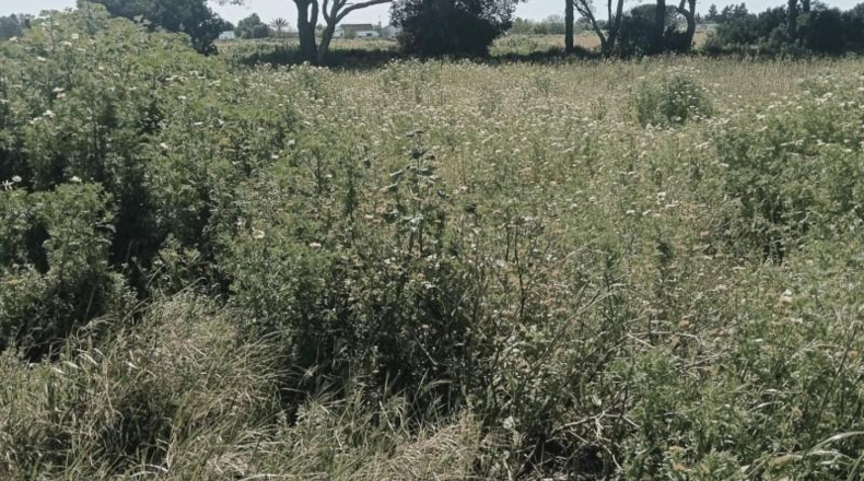 Cádiz - Chiclana de la Frontera - 60359m2