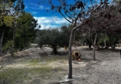 Casa de campo con terreno en venta en la España, Aledo, ref: TR373654 foto