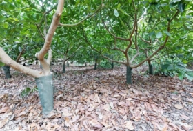 Foto 12