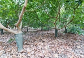 Non-developable land for sale on España, Vélez de Benaudalla, ref: TR238692 photo