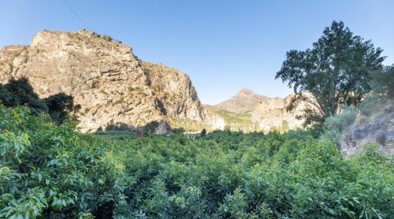 Granada - Vélez de Benaudalla - 8689m2