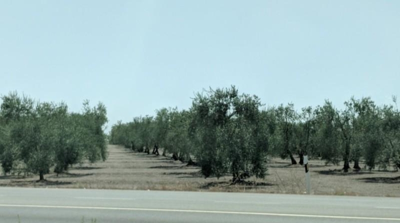 Seville - Marchena - 34100m2