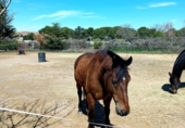 Finca rústica en venta en la España, Villares de la Reina, ref: TR349594 foto