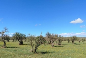 Foto 8