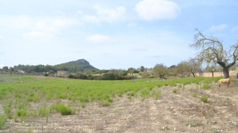 Islas Baleares - Sineu - 14591m2