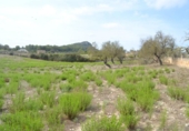 Xalet independent amb terreny en venda a la España, Sineu, ref.: TR136651 foto