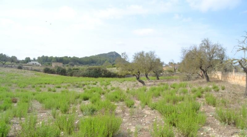 Islas Baleares - Sineu - 14591m2