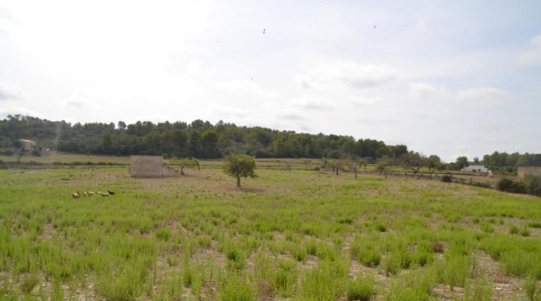 Islas Baleares - Sineu - 14591m2