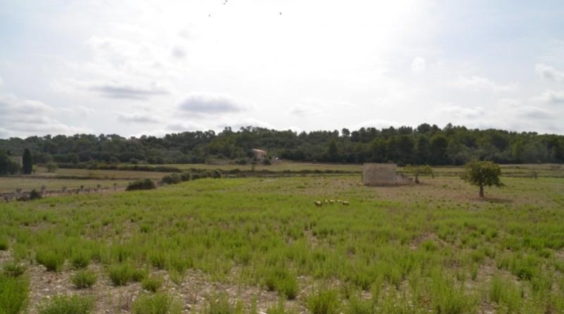 Islas Baleares - Sineu - 14591m2